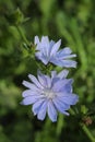 Beautiful chicory flower on an unfocused field background