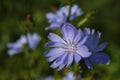 Beautiful chicory flower on an unfocused field background