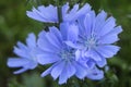 Beautiful chicory flower on an unfocused field background