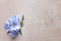 Beautiful chicory flowers on beige background, top view. Space for text