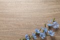 Beautiful chicory flowers on wooden background, top view. Space for text