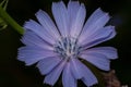 Beautiful chicory is growing on a spring meadow. Close up