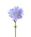 Beautiful chicory plant with light blue flower isolated on white Royalty Free Stock Photo