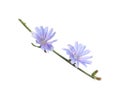 Beautiful chicory plant with light blue flowers isolated on white Royalty Free Stock Photo