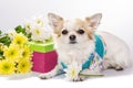 Beautiful Chihuahua dog with gift box and flowers Royalty Free Stock Photo