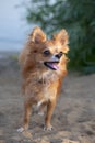 Beautiful chihuahua dog on natural background