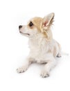 Beautiful chihuahua dog portrait
