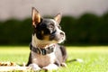 Beautiful Chihuahua dog portrait in the sunshine