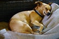 Beautiful chihuahua dog resting in couch at Tamarindo beach Costa Rica