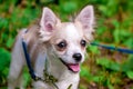 Beautiful Chihuahua dog
