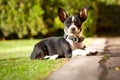 Beautiful Chihuahua dog watching the camera