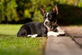 Beautiful Chihuahua summer dog portrait