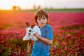 Beautiful child with cute bunny in gorgeous crimson clover field on sunset Royalty Free Stock Photo