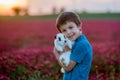 Beautiful child with cute bunny in gorgeous crimson clover field on sunset Royalty Free Stock Photo