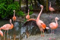 Beautiful chilean flamingo spreading its wings, bird family of chilean flamingos, tropical birds from America