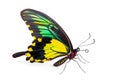 Beautiful Chimaera Birdwing butterfly isolated on a white background with clipping path Royalty Free Stock Photo