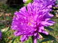 The beautiful China aster flower