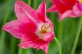 Beautiful China pink tulip Royalty Free Stock Photo