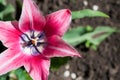 Beautiful china pink tulip, top view on blossom Royalty Free Stock Photo