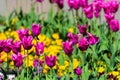 Beautiful China pink tulip on flower bed in garden Royalty Free Stock Photo