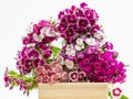 Beautiful chinese carnations (Dianthus chinensis) with details on a wooden surface