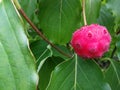 Beautiful Chinese dogwood fruit