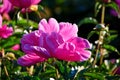 The beautiful Chinese herbaceous peony flower Royalty Free Stock Photo