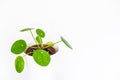 Young Chinese money plant Pilea Peperomioides. Royalty Free Stock Photo