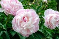 Beautiful chinese peony - Paeonia lactiflora `Shirley Temple`. Royalty Free Stock Photo