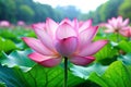 Beautiful Chinese Pink Lotus Flower Royalty Free Stock Photo