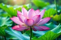 Beautiful Chinese Pink Lotus Flower Royalty Free Stock Photo