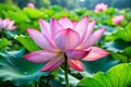 Beautiful Chinese Pink Lotus Flower Royalty Free Stock Photo