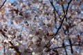 Beautiful Chinese plum flower in garden Royalty Free Stock Photo