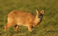 A beautiful Chinese Water Deer Hydropotes inermis feeding in a field in golden light. Royalty Free Stock Photo