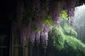 The beautiful Chinese wisteria blooms like a waterfall after rain, hanging from the eaves, clear, raindrops Royalty Free Stock Photo