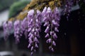 The beautiful Chinese wisteria blooms like a waterfall after rain, hanging from the eaves, clear, raindrops Royalty Free Stock Photo