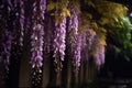 The beautiful Chinese wisteria blooms like a waterfall after rain, hanging from the eaves, clear, raindrops Royalty Free Stock Photo