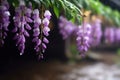 The beautiful Chinese wisteria blooms like a waterfall after rain, hanging from the eaves, clear, raindrops Royalty Free Stock Photo