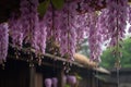 The beautiful Chinese wisteria blooms like a waterfall after rain, hanging from the eaves, clear, raindrops Royalty Free Stock Photo