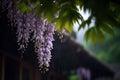 The beautiful Chinese wisteria blooms like a waterfall after rain, hanging from the eaves, clear, raindrops Royalty Free Stock Photo