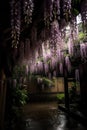 The beautiful Chinese wisteria blooms like a waterfall after rain, hanging from the eaves, clear, raindrops Royalty Free Stock Photo