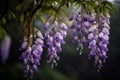 The beautiful Chinese wisteria blooms like a waterfall after rain, hanging from the eaves, clear, raindrops Royalty Free Stock Photo