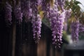 The beautiful Chinese wisteria blooms like a waterfall after rain, hanging from the eaves, clear, raindrops Royalty Free Stock Photo