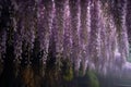 The beautiful Chinese wisteria blooms like a waterfall after rain, hanging from the eaves, clear, raindrops Royalty Free Stock Photo