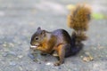 Beautiful Chipmunk Playing