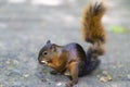 Beautiful Chipmunk Playing