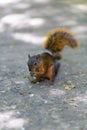 Beautiful Chipmunk Playing