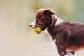 Beautiful chocolate breed border collie dog standing with a toy in his mouth