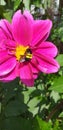 Chocolate Cosmos flower - Cosmos atrosanguineus