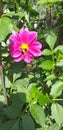 Chocolate Cosmos flower - Cosmos atrosanguineus